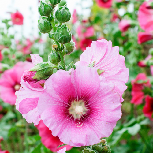 Pink flower 